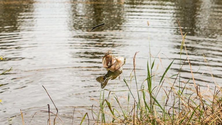 5 Tips for Bank Fishing in Low-Water Conditions