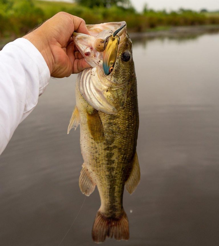 What to Fish on Small Lakes for Bass in the Summer