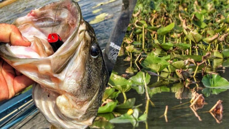 5 Best Options for Bass Fishing Lily Pads