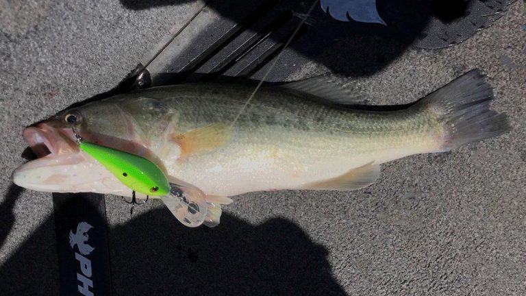 Berkley Dredger Crankbait Review