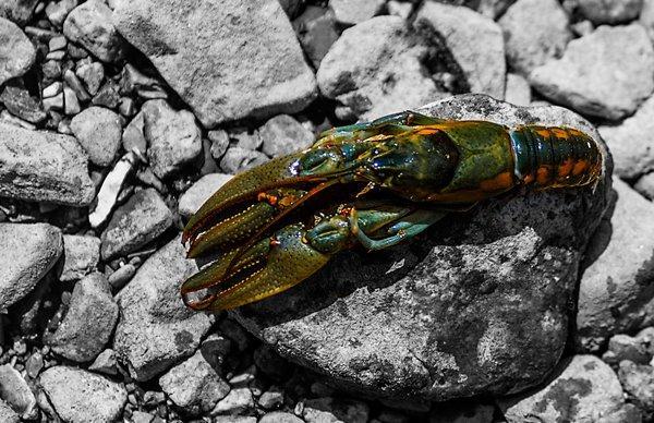 Understanding Crawfish Color Transitions for Bass Anglers