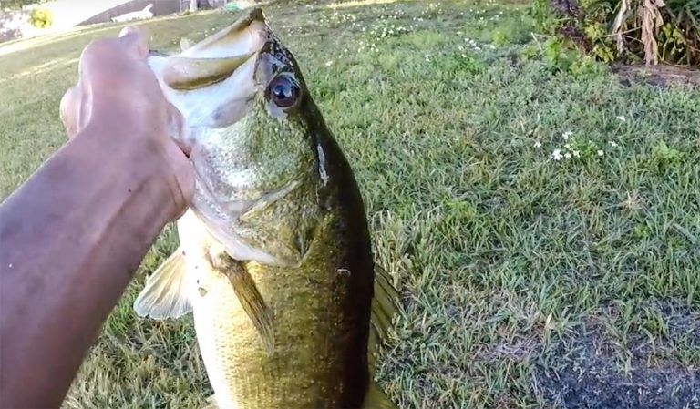 How to Pond Fish Like a Pro