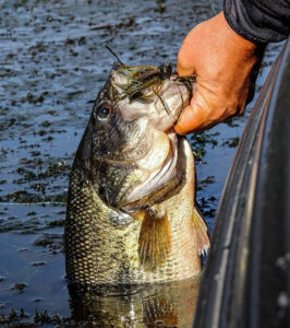 big-grass-fish-on-heavy-cover-jig-with-hackney.jpg