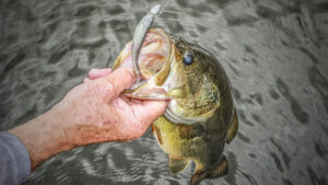 3 Stellar Swimbait Setups for Fall Bass Fishing