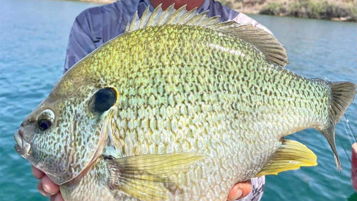 big redear sunfish