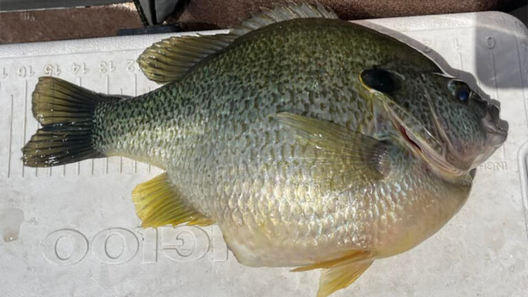 Angler Catches Huge Redear Sunfish