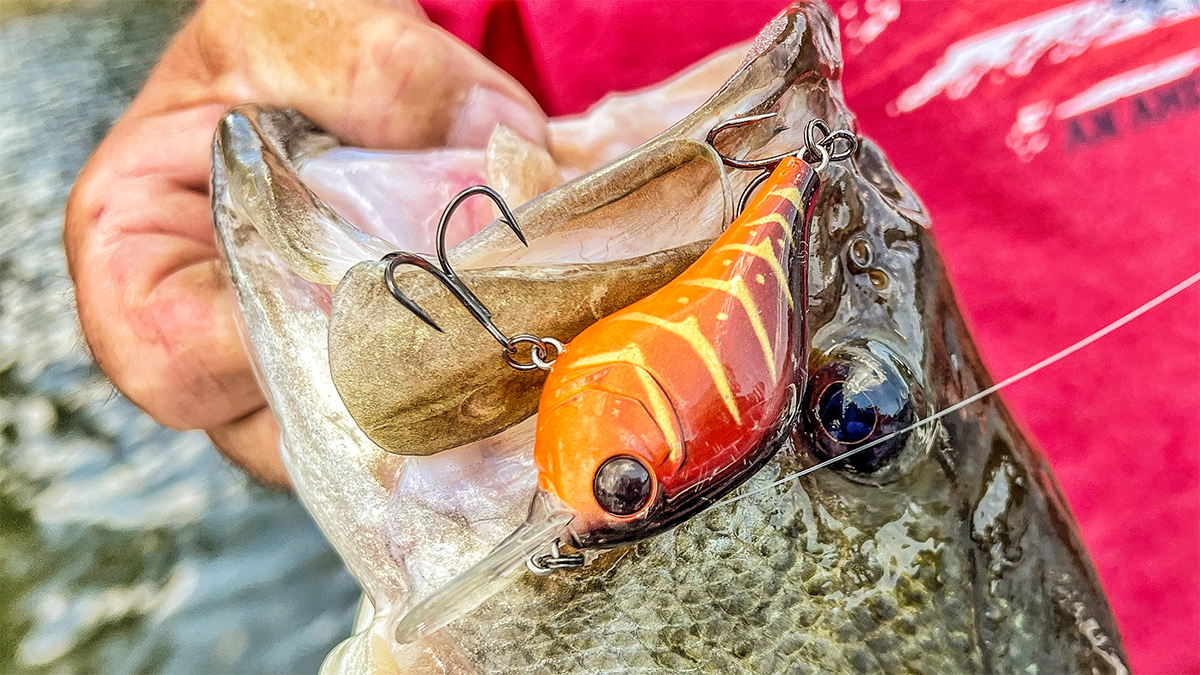 bass eats crankbait