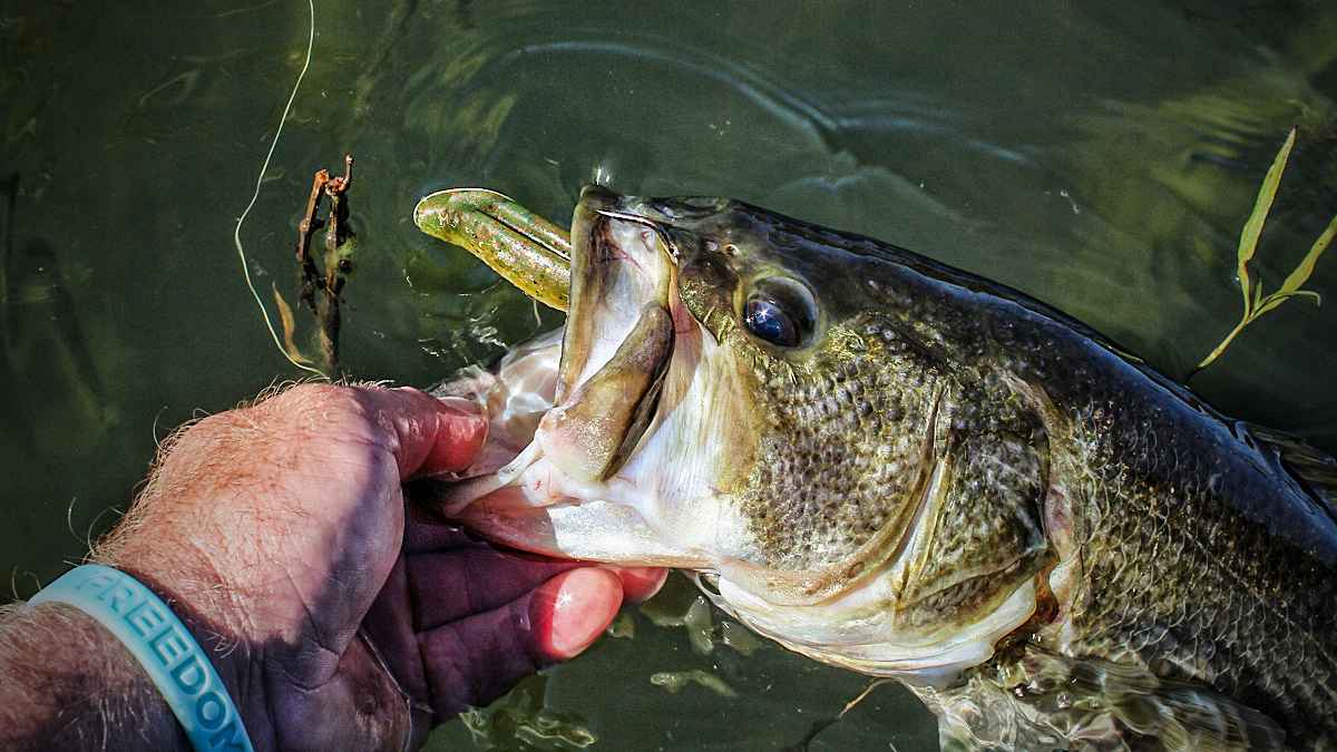 bass with soft plastic swimbait in mouth