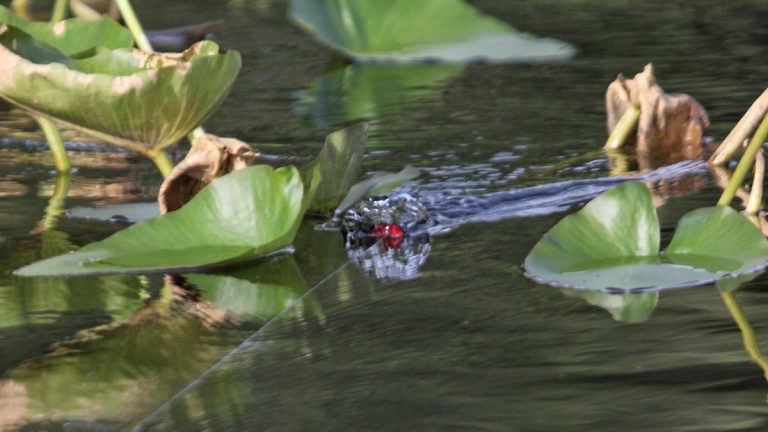 5 Best Options for Bass Fishing Lily Pads