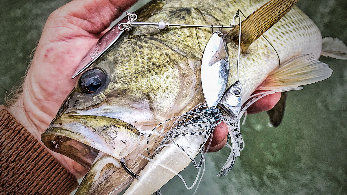 spinnerbait in fish mouth