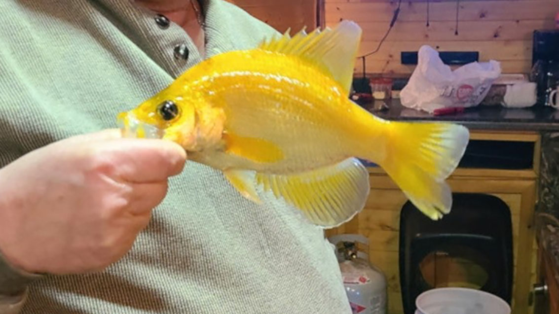 golden crappie