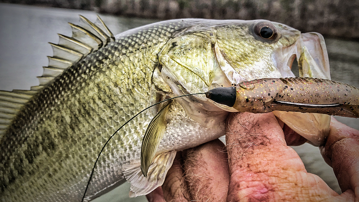 halo conehead on bass fishing swimbait