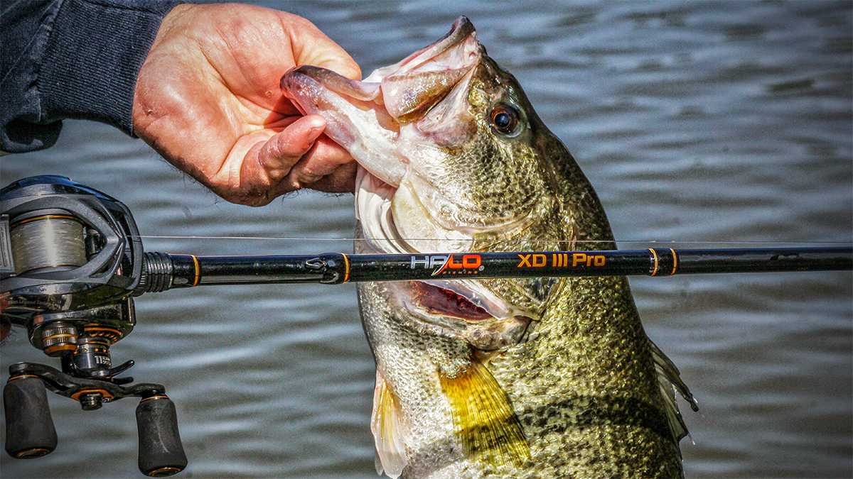 big bass caught in water