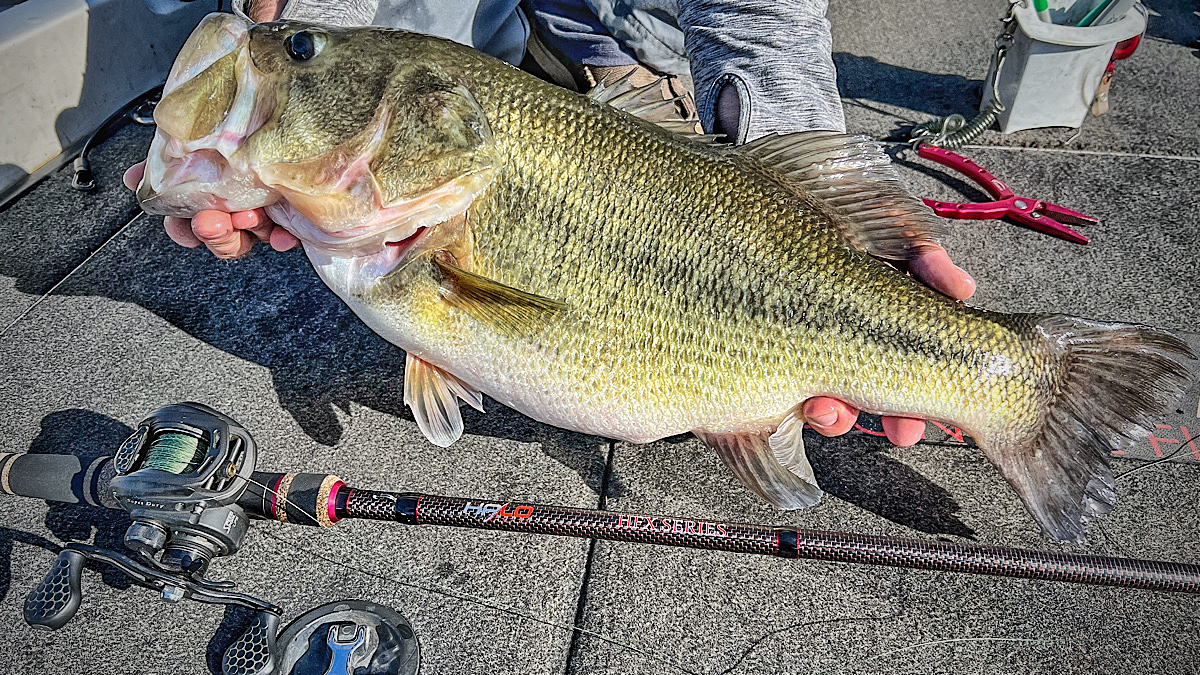 big largemouth bass