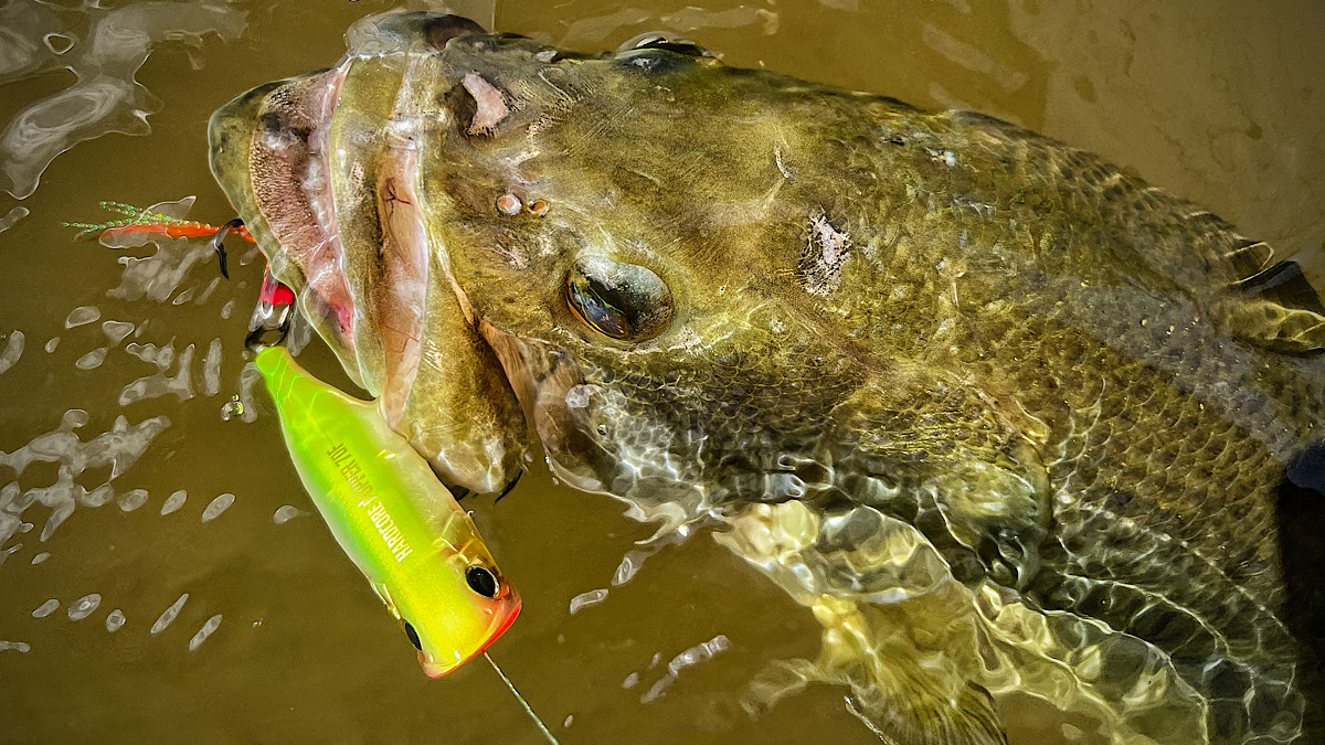 topwater popper in bass mouth