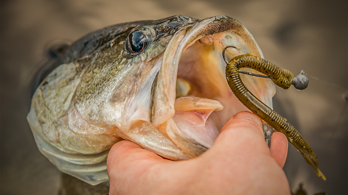 bass with shaky head in mouth