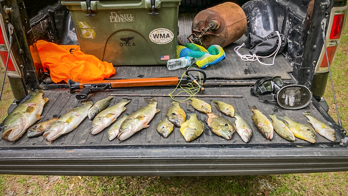 illegally speared largemouth bass and panfish on tailgate of pickup truck