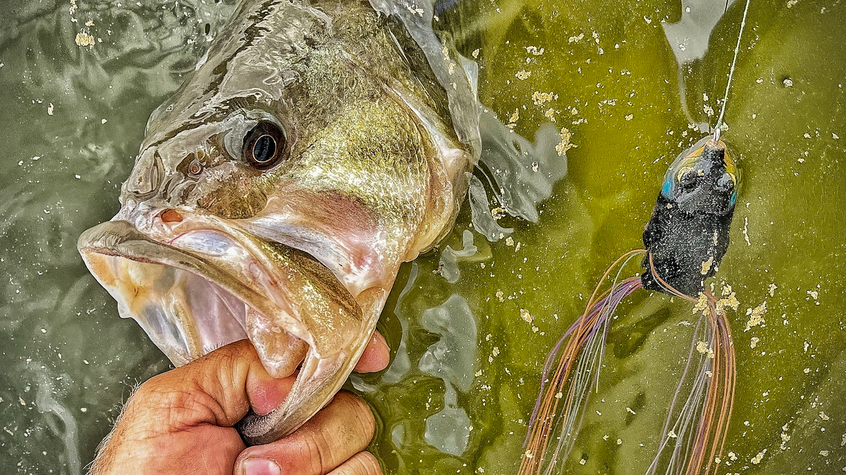 largemouth bass caught on frog