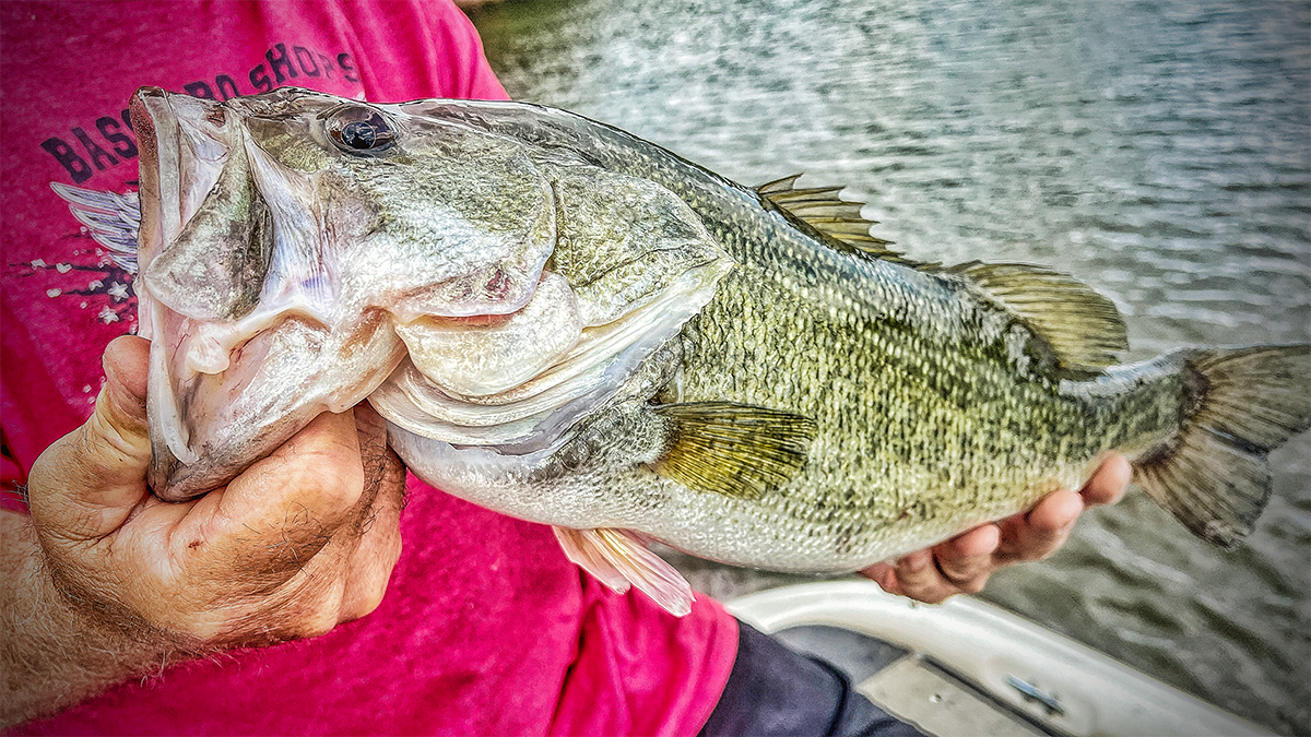 summer bass fishing