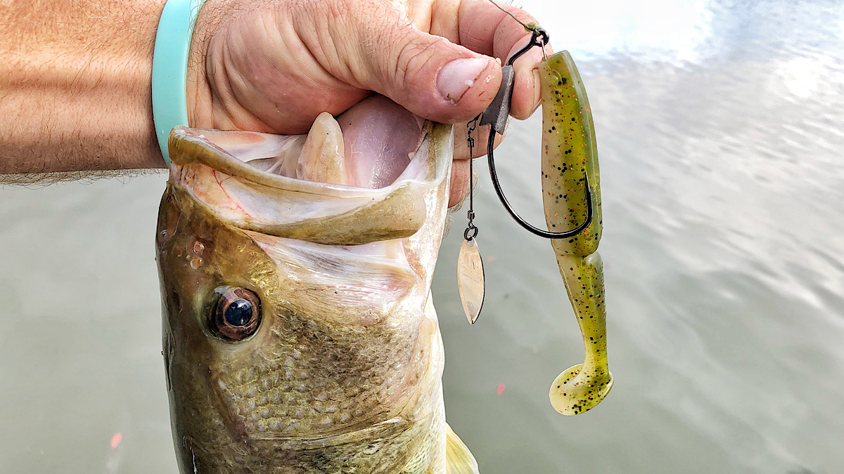 bass caught on swimbait