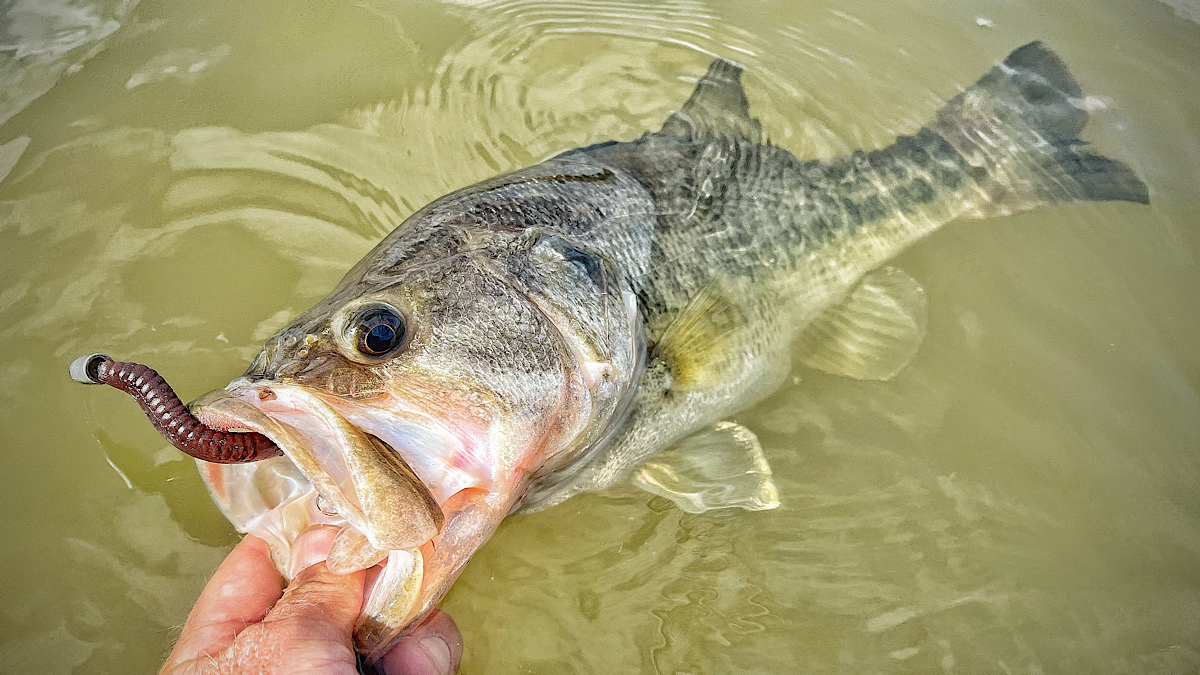 zoom trick worm in bass mouth